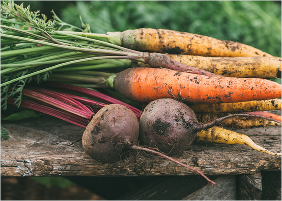 Des carottes et des betteraves sur un banc en bois.