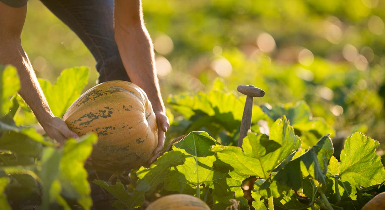 Hands holding a yellow, green pumpkin in a farm