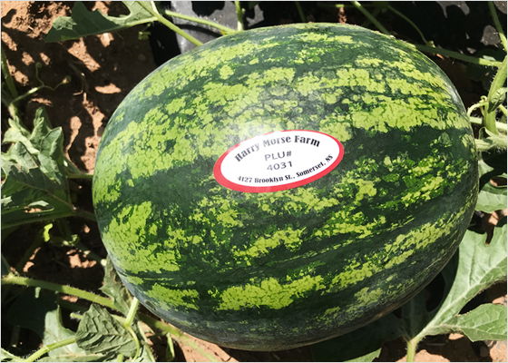 Un melon d’eau qui pousse dans un champ.