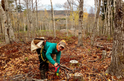 women working in forest